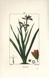Iris fetide eller iris ben, stinkende iris - Stinking iris, Iris foetida, med blomst, blade og frøstand. Håndfarvet stiplet kobberstik af Dubois efter en tegning af Pierre Jean-Francois Turpin fra Chaumeton, Poiret og Chamberets "" La Flore Medi