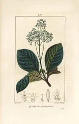 Ladenbergia oblongifolia (Cinchona magnifolia), med blomst, gren, blad og frø. Håndfarvet stiplet kobberstik af Lambert Junior efter en tegning af Pierre Jean-Francois Turpin fra Chaumeton, Poiret og Chamberets "" La Flore Medicale,"" Pa