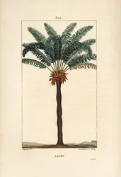Stor gren eller stor cycas - Queen sago, Cycas circinalis, viser blade, frø og stamme. truet palme. Håndkoloreret kobberstik af Lambert Junior efter en tegning af Pierre Jean-Francois Turpin fra Chaumeton, Poiret og Chamberet