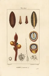 Stor gren eller store cycas frø - Queen sago, Cycas circinalis, viser frø og snit. truet. Håndfarvet stiplet kobberstik af Lambert Junior efter en tegning af Pierre Jean-Francois Turpin fra Chaumeton, Poiret og Chamberets "" La