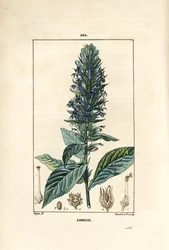 Stor lobelia eller sifilitisk lobelia - Blå kardinalblomst, Lobelia syphilitica. Håndfarvet stiplet kobberstik af Lambert Junior efter en tegning af Pierre Jean-Francois Turpin fra Chaumeton, Poiret og Chamberets "" La Flore Medicale,"" Par
