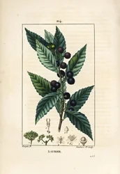 Laurbærtræ, Laurus nobilis, med blade, bær og frø. Håndkoloreret kobberstik af Lambert Junior efter en tegning af Pierre Jean-Francois Turpin fra Chaumeton, Poiret og Chamberets "" La Flore Medicale,"" Paris, Panckoucke
