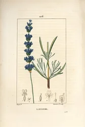 Lavendel aspic - Lavendel, Lavendula spica. Håndkoloreret kobberstik af Lambert Junior efter en tegning af Pierre Jean-Francois Turpin fra Chaumeton, Poiret og Chamberets "" La Flore Medicale,"" Paris, Panckoucke