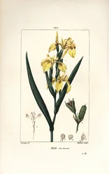 Marsh Iris eller Water Yellow Iris - Gul iris, Iris palustris lutea, blomst, blade og frøkapsel. Håndfarvet stiplet kobberstik af Lambert Junior efter en tegning af Pierre Jean-Francois Turpin fra Chaumeton, Poiret og Chamberets "" La Flore Me