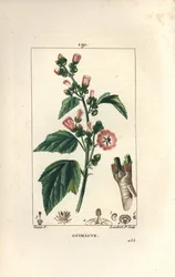 Skumfidus, vild skumfidus eller hvid skumfidus - Marshmallow, Althaea officinalis. Håndfarvet stiplet kobberstik af Lambert Junior efter en tegning af Pierre Jean-Francois Turpin fra Chaumeton, Poiret og Chamberets "" La Flore Medicale,"" Par
