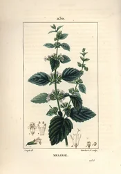 Melisse des jardins eller melisse dyrket - Almindelig balsam, Melissa hydrtensis. Håndfarvet stiplet kobberstik af Lambert Junior fra en tegning af Pierre Jean-Francois Turpin fra Chaumeton, Poiret og Chamberets "" La Flore Medicale,"" Paris, Pa.