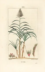 Ædelrør - Sukkerrør, Saccharum officinarum. Håndkoloreret kobberstik af Lambert Junior efter en tegning af Pierre Jean-Francois Turpin fra Chaumeton, Poiret og Chamberets "" La Flore Medicale,"" Paris, Panckoucke