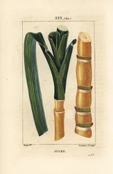 Ædelrør - Sukkerrør, Saccharum officinarum, stilk og blad. Håndkoloreret kobberstik af Lambert Junior efter en tegning af Pierre Jean-Francois Turpin fra Chaumeton, Poiret og Chamberets "" La Flore Medicale,"" Paris, Panckoucke