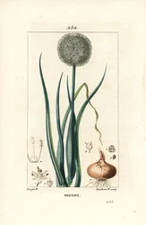 Løg - Løg, Allium cepa, med blomst, blade, løg og rødder. Håndkoloreret kobberstik af Lambert Junior efter en tegning af Pierre Jean-Francois Turpin fra Chaumeton, Poiret og Chamberets "" La Flore Medicale,"" Paris, Panckoucke