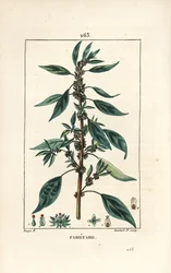 Parietaire officinale (eller Perce wallaille, Casse pierre, Espargoule, Gamberoussette) - Vægpellitory, Parietaria officinalis, med stilk, blad, blomst og frø. Håndfarvet stiplet kobberstik af Lambert Junior efter en tegning af Pierre Jean-Fra