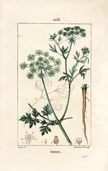 Persille - Havepersille, Petroselinum crispum, med blomst, blade, stilk, rod og frø. Håndfarvet stiplet kobberstik af Lambert Junior efter en tegning af Pierre Jean-Francois Turpin fra Chaumeton, Poiret og Chamberets "" La Flore Medicale