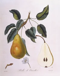 Pære "Belle de Bruxelles" Henry Louis Duhamel du Monceau, botanisk plade af Pierre Jean Francois Turpin