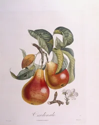 Pære "Kardinal" Henry Louis Duhamel du Monceau, botanisk plade af Pierre Jean Francois Turpin