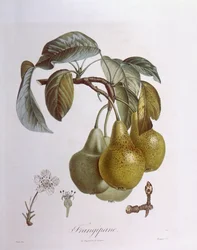Pærer, Henry Louis Duhamel du Monceau, botanisk plade