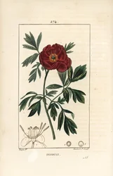 Peony officinale - Europæisk pæon, Paeonia officinalis, med blomst, blade og omrids af blomsterdele. Håndfarvet stiplet kobberstik af Lambert Junior efter en tegning af Pierre Jean-Francois Turpin fra Chaumeton, Poiret og Chamberets "" La F