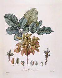 Pistacie (Pistacia vera), Henry Louis Duhamel du Monceau, botanisk plade af Pierre Jean Francois Turpin