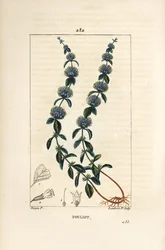 Pouliot mynte - Pennyroyal mynte, Mentha pulegium, med blomst, blade, stilk, rod og frø. Håndfarvet stiplet kobberstik af Lambert Junior efter en tegning af Pierre Jean-Francois Turpin fra Chaumeton, Poiret og Chamberets "" La Flore Medicale