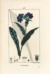 Pulmonal officinale - Lungeurt, Pulmonaria officinalis, med blomst, blad, stilk og blad i omridset. Håndfarvet stiplet kobberstik af Lambert Junior efter en tegning af Pierre Jean-Francois Turpin fra Chaumeton, Poiret og Chamberets "" La