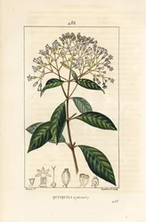 Quinquina - Kinin eller peruviansk barktræ, Cinchona officinalis, med blomst, gren, blad og frø. Håndfarvet stipple kobberstik af Lambert Junior efter en tegning af Pierre Jean-Francois Turpin fra Chaumeton, Poiret og Chamberets "" La Flo