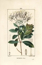 Quinquina python - Exostema sanctae-luciae (syn. Cinchona floribunda), med blomst, blade, stilk og frø. Håndfarvet stipplet kobberstik af Lambert Junior efter en tegning af Pierre Jean-Francois Turpin fra Chaumeton, Poiret og Chamberets "" La