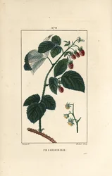 Hindbær - Hindbær, Rubus idaeus, der viser blomster, blade, torne og moden frugt. Håndfarvet stiplet kobberstik af Lambert Junior efter en tegning af Pierre Jean-Francois Turpin fra Chaumeton, Poiret et Chamberets "" La Flore Medicale,"" P