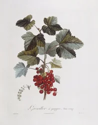 Røde ribs (Ribes rubrum), Henry Louis Duhamel du Monceau, botanisk tallerken af ​​Pierre Jean Francois Turpin