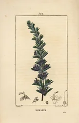 Rosmarin - Rosmarin, Rosmarinus officinalis, med blomst, blade og stilk. Håndkoloreret kobberstik af Lambert Junior efter en tegning af Pierre Jean-Francois Turpin fra Chaumeton, Poiret og Chamberets "" La Flore Medicale,"" Paris, Panck
