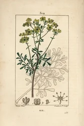 Rue des jardins eller Rue fetide - Rue eller urt af ynde, Ruta graveolens, der viser blomst, blade, stilk, frø og omrids. Håndfarvet stiplet kobberstik af Lambert Junior efter en tegning af Pierre Jean-Francois Turpin fra Chaumeton, Poiret og Cham