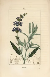 Salvie officinale - Almindelig salvie, Salvia officinalis, med blomst, blade, stilk og frø. Håndfarvet stiplet kobberstik af Lambert Junior efter en tegning af Pierre Jean-Francois Turpin fra Chaumeton, Poiret og Chamberets "" La Flore Medicale,""