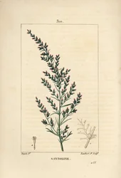 Sagebrush variete - ormefrø eller tatarisk sydved, Artemisia santonicum. Håndfarvet stiplet kobberstik af Lambert Junior fra en tegning af Pierre Jean-Francois Turpin fra Chaumeton, Poiret og Chamberets "" La Flore Medicale,"" Paris, Pa.