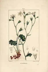 Saxifrage granulee eller Saxifrage a løg - Engbræk, Saxifraga granulata, med blomst, blad, stilk og rod. Håndfarvet stipple kobberstik af Lambert Junior efter en tegning af Pierre Jean-Francois Turpin fra Chaumeton, Poiret og Cha