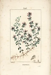 Serpolet eller timian serpolet - Krybende timian eller vild timian, Thymus serpyllum, med blomst, blad, stilk og rod. Håndkoloreret kobberstik af Lambert Junior efter en tegning af Pierre Jean-Francois Turpin fra Chaumeton, Poiret og Chamberet