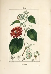 Smilax Variety - Kinesisk smilax, Smilax Kina, med blomst, ranker, blade og frugt. Håndkoloreret kobberstik af Lambert Junior efter en tegning af Pierre Jean-Francois Turpin fra Chaumeton, Poiret og Chamberets "" La Flore Medicale,""