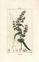 Spinard sorrel ou patience des moines - Patience dock, Rumex patientia, med blomst, stilk, blade, frø og blade omrids. Håndfarvet stiplet kobberstik af Lambert Junior efter en tegning af Pierre Jean-Francois Turpin fra Chaumeton, Poiret og