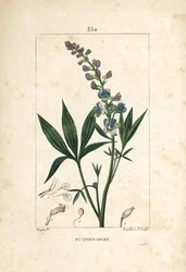 Staphisagria - Lie-bane eller stavesacre, Delphinium staphisagria, med blomst, blade, stilk og frø. Håndfarvet stiplet kobberstik af Lambert Junior efter en tegning af Pierre Jean-Francois Turpin fra Chaumeton, Poiret og Chamberets "" La Flore