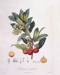 Jordbærtræ (Arbutus unedo), Henry Louis Duhamel du Monceau, botanisk tavle af Pierre Jean François Turpin