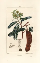 Tamarind - Tamarind, Tamarindus indica, blændende blomst, blade og frøstand. Håndfarvet stiplet kobberstik af Lambert Junior fra en tegning af Pierre Jean-Francois Turpin fra Chaumeton, Poiret og Chamberets "" La Flore Medicale,"" Paris, Panc