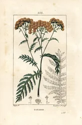 Tansy - Tansy, Tanacetum vulgare. Håndkoloreret kobberstik af Lambert Junior efter en tegning af Pierre Jean-Francois Turpin fra Chaumeton, Poiret og Chamberets "" La Flore Medicale,"" Paris, Panckoucke
