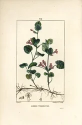Jordvedbend - Korsknap, Hedera terrestris. Håndkoloreret stiplet kobberstik ved Lambert Junior efter en tegning af Pierre Jean-François Turpin fra Chaumeton, Poiret og Chamberets »La Flore Médicale«, Paris, Panckoucke