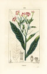 Tobak - Tobak, Nicotiana tabacum. Håndkoloreret kobberstik af Lambert Junior efter en tegning af Pierre Jean-Francois Turpin fra Chaumeton, Poiret og Chamberets "" La Flore Medicale,"" Paris, Panckoucke