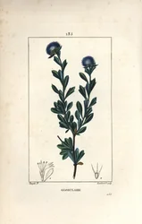 Variete of globular - Globularia med tre tandblade, Globularia fruticosa. Håndfarvet stiplet kobberstik af Lambert Junior efter en tegning af Pierre Jean-Francois Turpin fra Chaumeton, Poiret og Chamberets "" La Flore Medicale,"" Paris, Panc