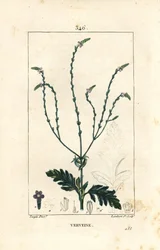 Verbena eller hellig urt, venus vene eller hekseurt - Vervain, Verbena officinalis. Håndfarvet stiplet kobberstik af Lambert Junior efter en tegning af Pierre Jean-Francois Turpin fra Chaumeton, Poiret og Chamberets "" La Flore Medicale,"" Par