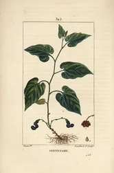 Virginia Snakeroot - Virginisk slangerod, Aristolochia serpentaria, med blomst, blade, stilk, frø og rod. Håndfarvet stiplet kobberstik af Lambert Junior efter en tegning af Pierre Jean-Francois Turpin fra Chaumeton, Poiret og Chamberets "