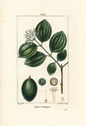 Vomiker - Strychnine-træ eller giftnød, Strychnos nux-vomica, med frugt, frø, blade og blomst. Håndfarvet stiplet kobberstik af Lambert Junior efter en tegning af Pierre Jean-Francois Turpin fra Chaumeton, Poiret og Chamberets "" La Flore