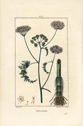 Vanddråbeurt eller vandhæk, Oenanthe aquatica (Phellandrium aquatica), med blomst, blade, stilk og rod. Håndkoloreret kobberstik af Lambert Junior efter en tegning af Pierre Jean-Francois Turpin fra Chaumeton, Poiret og Chamberet