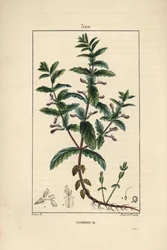 Vand germandree - Vand germandree, Teucrium scordium, viser blomst, blade, stilk og rødder. Håndfarvet stiplet kobberstik af Lambert Junior efter en tegning af Pierre Jean-Francois Turpin fra Chaumeton, Poiret og Chamberets "" La Flore Medi