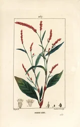 Vandpeber knotwee - Vandpeber, Persicaria hydropiper (Polygonum hydropiper), med blomst, stilk og blad. Håndkoloreret kobberstik af Lambert Junior efter en tegning af Pierre Jean-Francois Turpin fra Chaumeton, Poiret og Chamberet