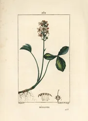 Vandtrefoil eller menyanth water trefoil - Mars trefoil, Menyanthes trifoliata. Håndkoloreret kobberstik af Lambert Junior efter en tegning af Pierre Jean-Francois Turpin fra Chaumeton, Poiret og Chamberets "" La Flore Medicale,"" Paris,