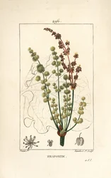 Vild rabarber - rhapontisk eller falsk rabarber, Rheum rhapontium, med blomst, stilk, frø og bladkontur. Håndkoloreret prikstik i kobber af Lambert Junior efter en tegning af Pierre Jean-François Turpin fra Chaumeton, Poiret og Chamberets «La»