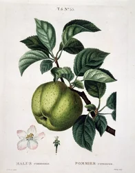 Æbletræ - i "" New Duhamel du Monceau eller godbidder af træer og skov, som man dyrker i Frankrig", figurerer efter tegningerne af P.J. Redoute og P. Bessa, Paris